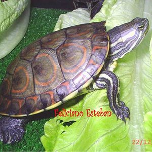 Trachemys scripta ornata (juvenil).JPG