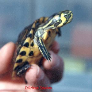 Trachemys scripta cripta N1(hembra).jpg