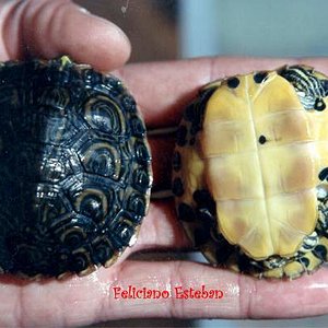 Trachemys scripta scripta N1 y N2.jpg