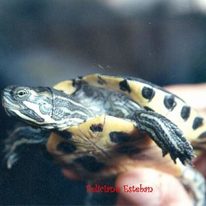 Trachemys scripta troosti (1).jpg