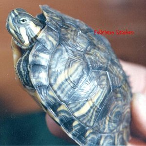 Trachemys scripta troosti (2).jpg