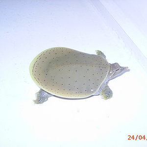 Apalone spiniferus Nº1(2).jpg