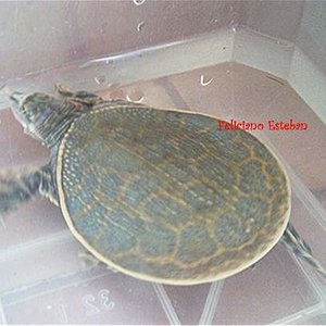 Apalone ferox Nº1.jpg