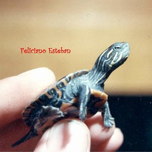 Chrysemys picta belli 2.jpg