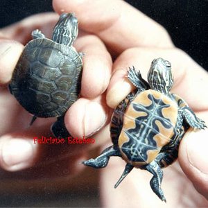 Chrysemys picta belli 1.jpg