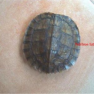 Cyclemys dentata N1(1).jpg