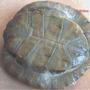 Cyclemys dentata N1(2).jpg