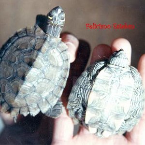 Graptemys pseudogeographica kohnii 1.jpg