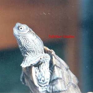 Graptemys pseudogeographica kohnii 2.jpg