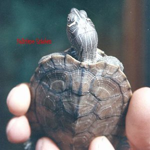 Graptemys pseudogeographica kohnii 3.jpg