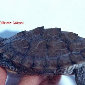 Graptemys pseudogeographica kohnii 4.jpg