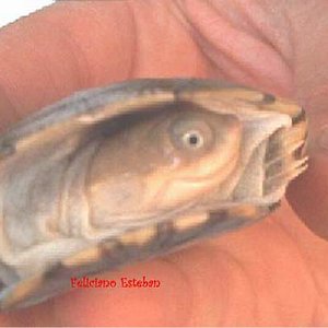 Pelomedusa subrufa (1).jpg