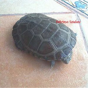 Pelomedusa subrufa (2).jpg