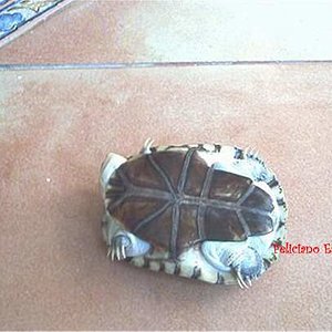 Pelomedusa subrufa (3).jpg