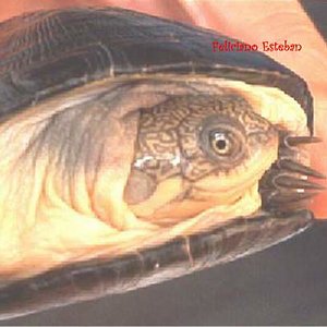 Pelusio subniger (1).jpg