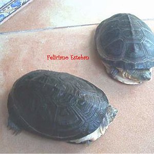 Pelusio subniger (2).jpg