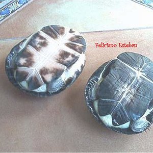 Pelusio subniger (3).jpg