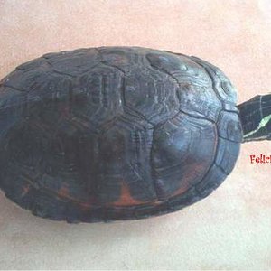 Pseudemys nelsoni N1.jpg