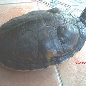 Pseudemys nelsoni  N2.jpg