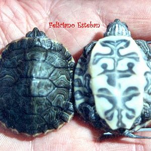 Pseudemys concinna hierogliphica (1).jpg