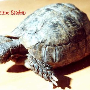 graeca (Hembra)1.jpg