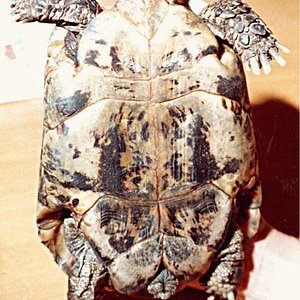 graeca (Hembra)2.jpg