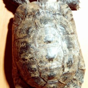 graeca (Hembra)3.jpg