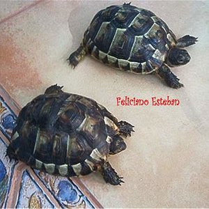 graeca pareja juvenil.jpg