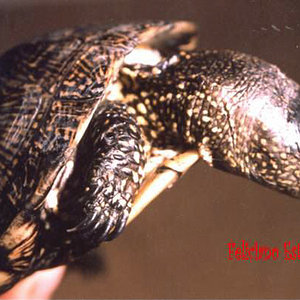 Emys orbicularis (1)macho.jpg