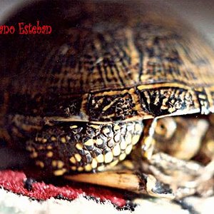 Emys orbicularis (1) hembra.jpg