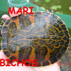 voluntariado 052.jpg