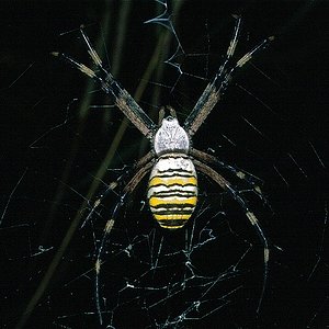 Argiope.jpg
