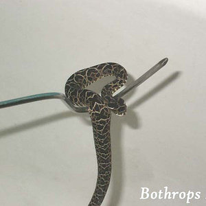 bothrops8.jpg