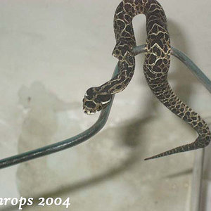 bothrops12.jpg