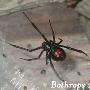 LatrodectusZOOM.jpg