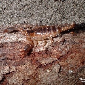 tn_Scorpio maurus,.JPG