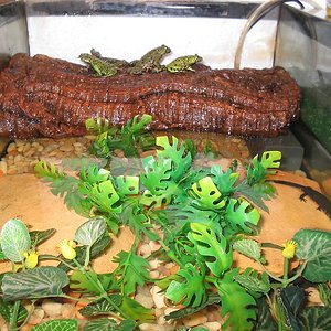 Terrario Bombinas y Cynops 1.JPG