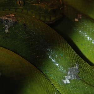 pulpo marciano 1.JPG