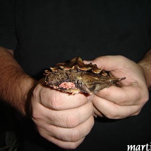 DSC01054mata mata.JPG