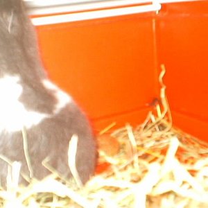 Panda ssshocolate.JPG