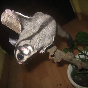 Petauro de fabiukoo 015.jpg