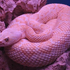 Crotalus atrox (albino).jpg