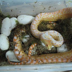 Puesta applegate 004.jpg