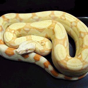 boaconstrictorimperator14.jpg