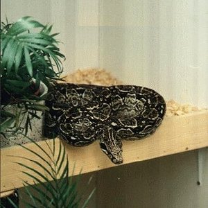 boaconstrictoroccidentalis2.jpg