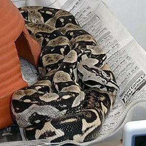boaconstrictorlongicauda9.jpg