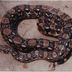 boaconstrictorortonii19cascas.jpg