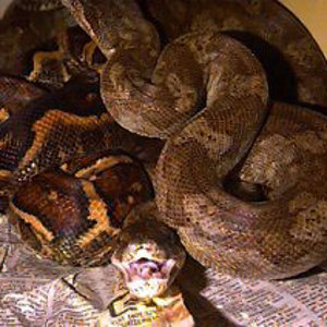 boaconstrictorchr.jpg