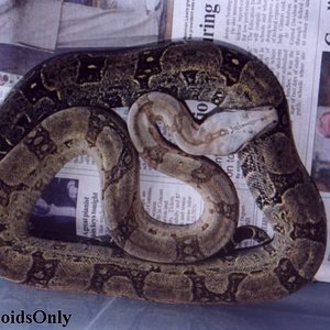 boaconstrictororophias2.jpg