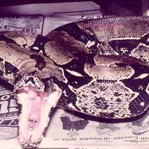 boaconstrictormelanogaster1.jpg